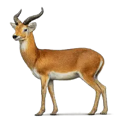 Ugandan Kob (Kobus kob thomasi) featured animal image on AnimalDex