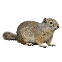 Uinta Ground Squirrel (Urocitellus armatus) featured animal image on AnimalDex