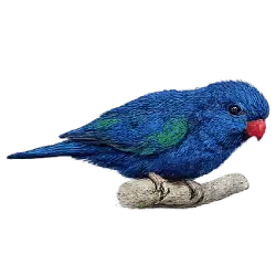 Ultramarine Lorikeet (Vini ultramarina) featured animal image on AnimalDex