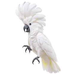 Umbrella Cockatoo (Cacatua alba) thumbnail image on AnimalDex