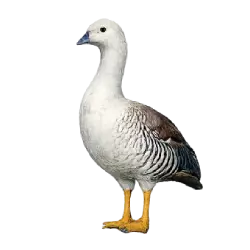 Upland Goose (Chloephaga picta) featured animal image on AnimalDex