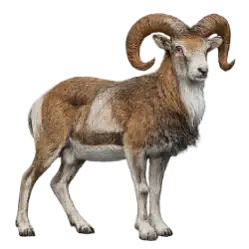 Urial (Ovis vignei) featured animal image on AnimalDex