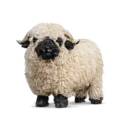 Valais Blacknose Sheep animal lesson image on AnimalDex