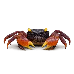 Vampire Crab animal lesson image on AnimalDex