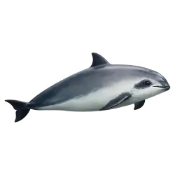 Vaquita (Phocoena sinus) featured animal image on AnimalDex