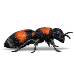 Velvet Ant (Dasymutilla occidentalis) featured animal image on AnimalDex