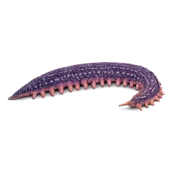 Velvet Worm