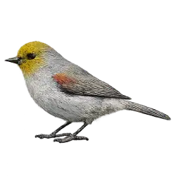Verdin (Auriparus flaviceps) featured animal image on AnimalDex