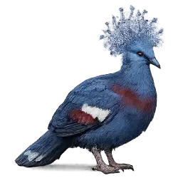 Victoria Crowned Pigeon (Goura victoria) featured animal image on AnimalDex