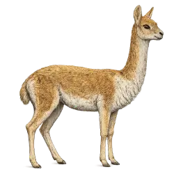 Vicuna (Vicugna vicugna) thumbnail image on AnimalDex