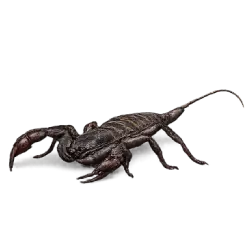 Vinegaroon (Mastigoproctus giganteus) featured animal image on AnimalDex