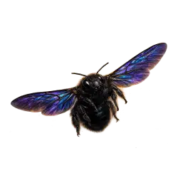 Violet Carpenter Bee (Xylocopa violacea) thumbnail image on AnimalDex