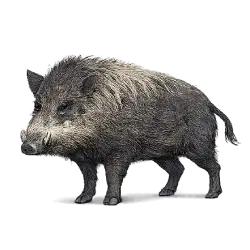 Visayan Warty Pig (Sus cebifrons) featured animal image on AnimalDex