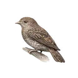 Vogelkop Bowerbird (Amblyornis inornata) thumbnail image on AnimalDex