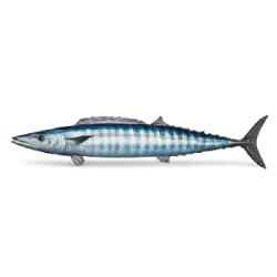 Wahoo (Acanthocybium solandri) featured animal image on AnimalDex