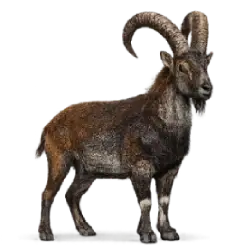 Walia Ibex (Capra walie) featured animal image on AnimalDex