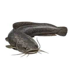 Walking Catfish (Clarias batrachus) thumbnail image on AnimalDex
