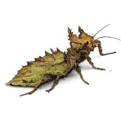 Walking Leaf (Phyllium philippinicum) featured animal image on AnimalDex