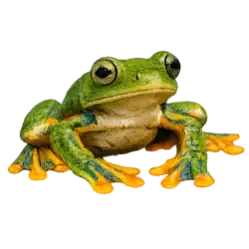 Wallace's Flying Frog (Rhacophorus nigropalmatus) featured animal image on AnimalDex