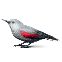 Wallcreeper (Tichodroma muraria) featured animal image on AnimalDex