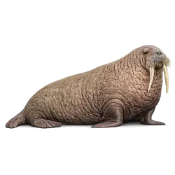 Walrus (Odobenus rosmarus) featured animal image on AnimalDex