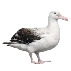 Wandering Albatross (Diomedea exulans) thumbnail image on AnimalDex