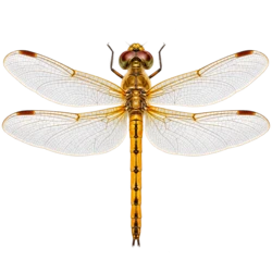 Wandering Glider (Pantala flavescens) thumbnail image on AnimalDex