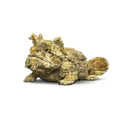 Warty Frogfish animal lesson image on AnimalDex