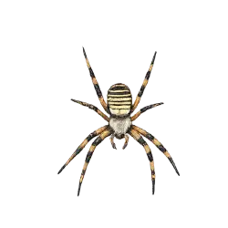Wasp Spider