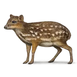 Water Chevrotain animal lesson image on AnimalDex