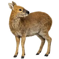 Water Deer (Hydropotes inermis) featured animal image on AnimalDex
