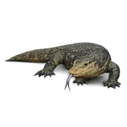 Water Monitor (Varanus salvator) featured animal image on AnimalDex