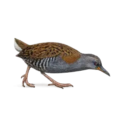 Water Rail animal lesson on AnimalDex