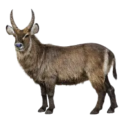 Waterbuck (Kobus ellipsiprymnus) featured animal image on AnimalDex