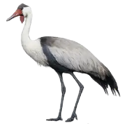 Wattled Crane animal lesson image on AnimalDex