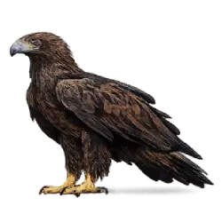 Wedge-tailed Eagle (Aquila audax) featured animal image on AnimalDex