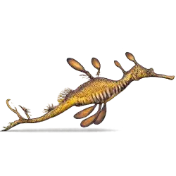 Weedy Seadragon (Phyllopteryx taeniolatus) featured animal image on AnimalDex