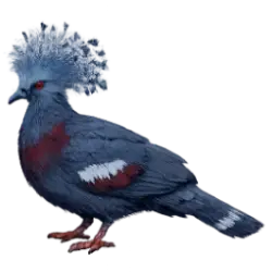 Western Crowned Pigeon (Goura cristata) featured animal image on AnimalDex