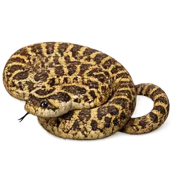 Western Hognose Snake (Heterodon nasicus) featured animal image on AnimalDex