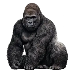 Western Lowland Gorilla (Gorilla gorilla gorilla) featured animal image on AnimalDex