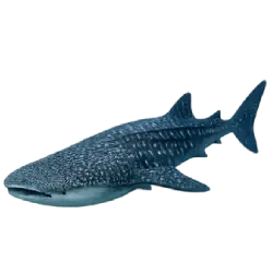 Whale Shark (Rhincodon typus) featured animal image on AnimalDex