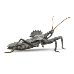 Wheel Bug (Arilus cristatus) featured animal image on AnimalDex