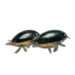 Whirligig Beetle (Dineutus nigrior) featured animal image on AnimalDex