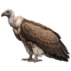 White-backed Vulture (Gyps africanus) featured animal image on AnimalDex