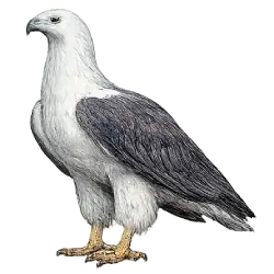 White-bellied Sea Eagle (Haliaeetus leucogaster) featured animal image on AnimalDex