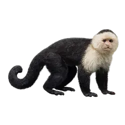 White-faced Capuchin (Cebus capucinus) featured animal image on AnimalDex