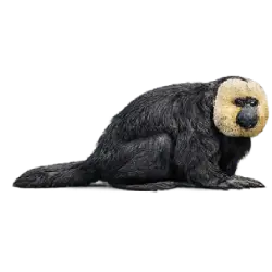 White-faced Saki (Pithecia pithecia) featured animal image on AnimalDex