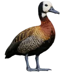 White-faced Whistling-duck (Dendrocygna viduata) featured animal image on AnimalDex