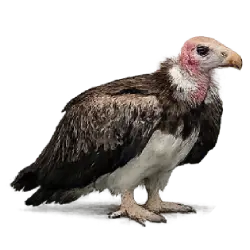 White-headed Vulture (Trigonoceps occipitalis) featured animal image on AnimalDex
