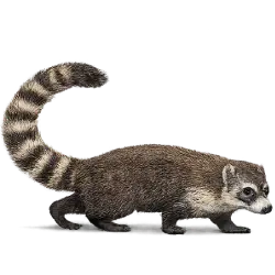 White-nosed Coati (Nasua narica) featured animal image on AnimalDex
